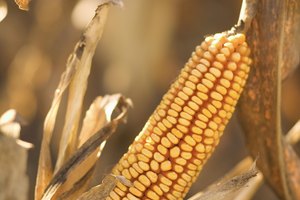 El maíz proporciona valor nutricional, pero puede provocar efectos adversos en algunas personas.