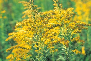 Las hermosas hojas de color amarillo mostaza de la vara de oro pueden ofrecer propiedades curativas.