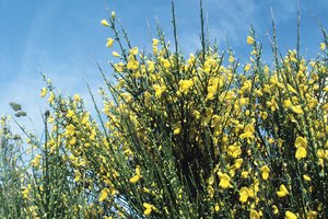 Algunas plantas pueden producir eczema si toman contacto con la piel.
