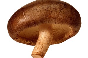 Usa champiñones grandes como masa para pizzas.