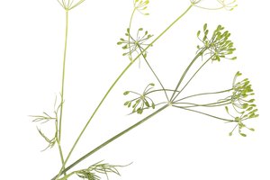 Las semillas de anís son una parte médica de esta planta.