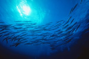 El aceite de pescado puede empeorar las arritmias cardíacas, en algunos casos.