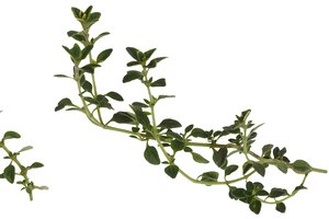 Una taza de té de tomillo tiene mucho más que ofrecer además de su agradable sabor.