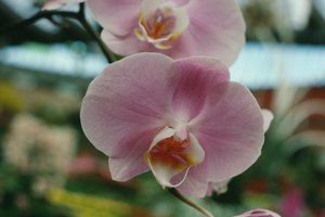 Los amantes de las flores podrán gozar con la feria nacional de la orquídea que se lleva a cabo en diciembre en Cobán.