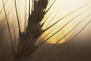 Uno de los alimentos más comunes que tienen este efecto es la enfermedad celíaca.