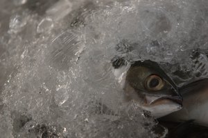 Algunas comidas pueden albergar bacterias que pueden causar una intoxicación.
