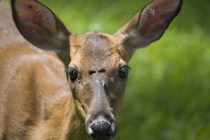Una mosca amarilla aterriza en la cara de un ciervo.