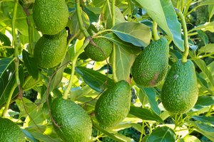 Hojas de aguacate.
