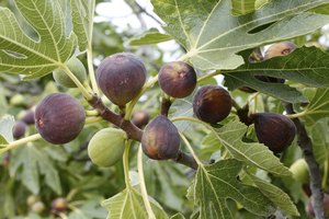 Higos maduros en un árbol.