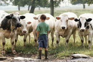 Las enzimas digestivas de origen animal a menudo provienen de las enzimas pancreáticas o del estómago de las vacas.