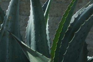 El aloe vera es el remedio herbal más común para tratar la colitis.