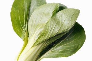 Bok choy.