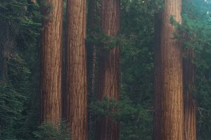 Acampa entre los profundos bosques de secoyas en el norte de California.