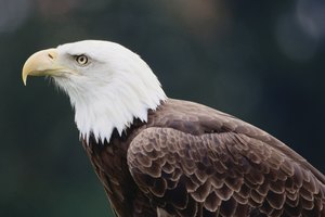 El águila calva americana es el ave nacional de los Estados Unidos.