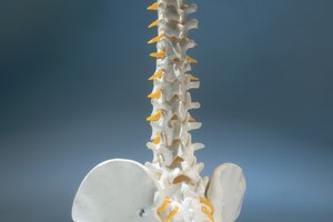 Las sentadillas comprimen la columna vertebral.