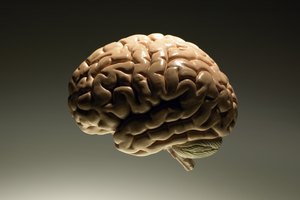 Parece ser que el kokum sirve para proteger la salud del cerebro.