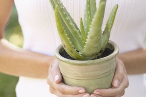 Alivia tu piel con una loción cremosa de aloe vera.