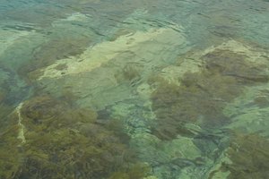 La ecklonia cava es una alga marrón que se encuentra en los océanos de Japón y Corea.
