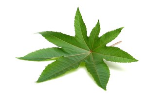 Planta de ricino.