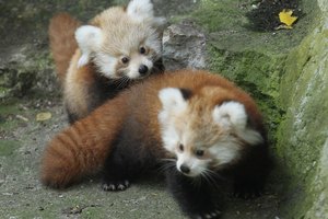 El Firefox, nombrado así por el panda rojo utiliza procesos múltiples.