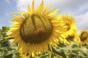 Las semillas de girasol también son altas en grasa.
