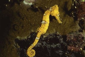 Los caballos de mar están entre las únicas especies en la que el macho da a luz.