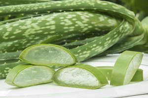 Aloe vera.