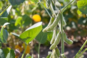 Soja creciendo en el campo.