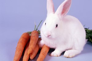 Alimentación del conejo.