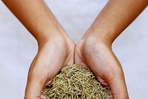 Las prácticas ayurvedas se han utilizado desde tiempos inmemoriales.