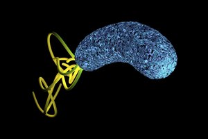 Ilustración de la H. Pylori