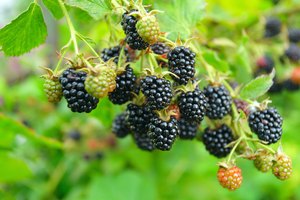 Moras.