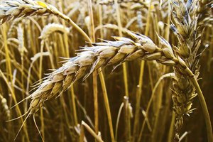 Campos de trigo.