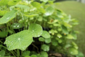 Hoja de gotu kola.
