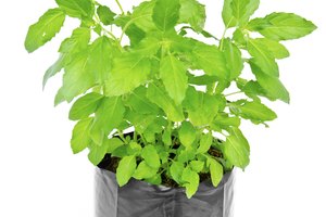 La planta de tulsi está registrada en la guía de la MHRA como una planta que se usa para la aromaterapia y la cosmética, pero no como tratamiento medicinal debido a la falta de pruebas contundentes en los estudios médicos.
