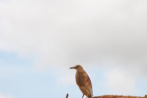 Hay muchos pájaros que frecuentan el parque.