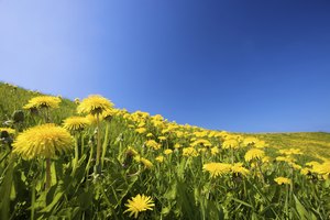 Añade diente de león a tu dieta en ensaladas o té.