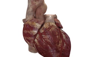Modelo del corazón humano.