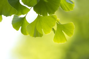 El ginkgo es uno de los suplementos más vendidos en los Estados Unidos.