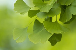 Gingko Biloba.