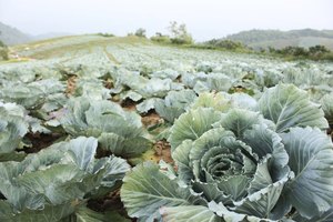 Campo de coles.