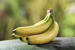 Bananas.