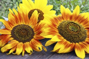Las semillas de girasol son envasadas con la nutrición y alto contenido de grasas insaturadas.