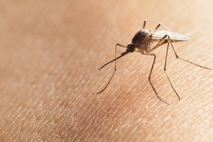 El Vic VapoRub también sirve como repelente de insectos.