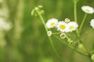 Las flores de manzanillas pueden ayudar a relajar los músculos