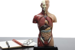 Sin vellosidades, que son destruidas por la enfermedad celíaca, el cuerpo no puede absorber los nutrientes.