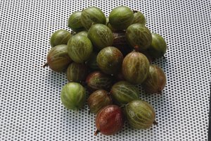 Las firmes grosellas verdes se cocinan mejor con azúcar para potenciar su sabor.