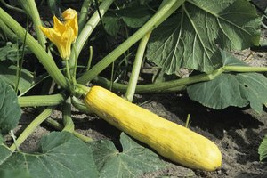 Calabaza y flores.