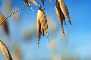 Las de hojuelas de avena añaden valor nutricional a tu dieta.