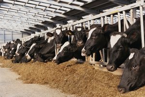 La leche cruda puede ser benéfica para los asmáticos.